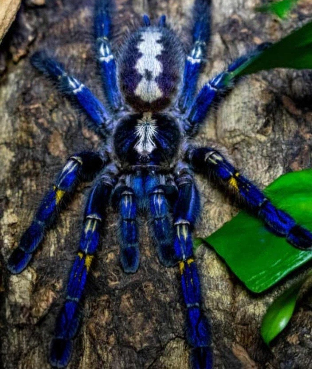 0.1 Poecilotheria Metallica incl. terrarium, Dieren en Toebehoren, Spin of Schorpioen