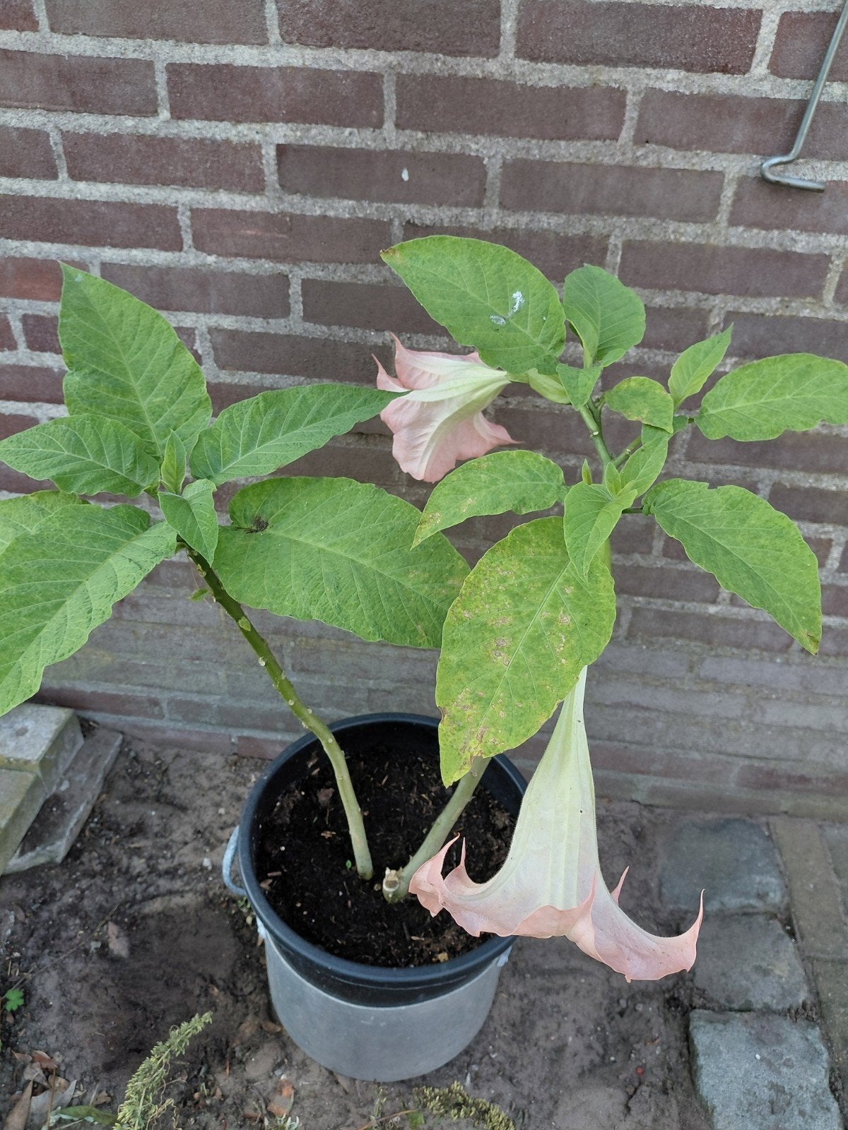 Datura met roze, heerlijk geurende bloemen, Tuin en Terras, Vaste plant, Halfschaduw, Zomer, Ophalen