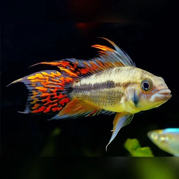 Apistogramma Cacatuoides Double Red, Dieren en Toebehoren, Vis, Zoetwatervis
