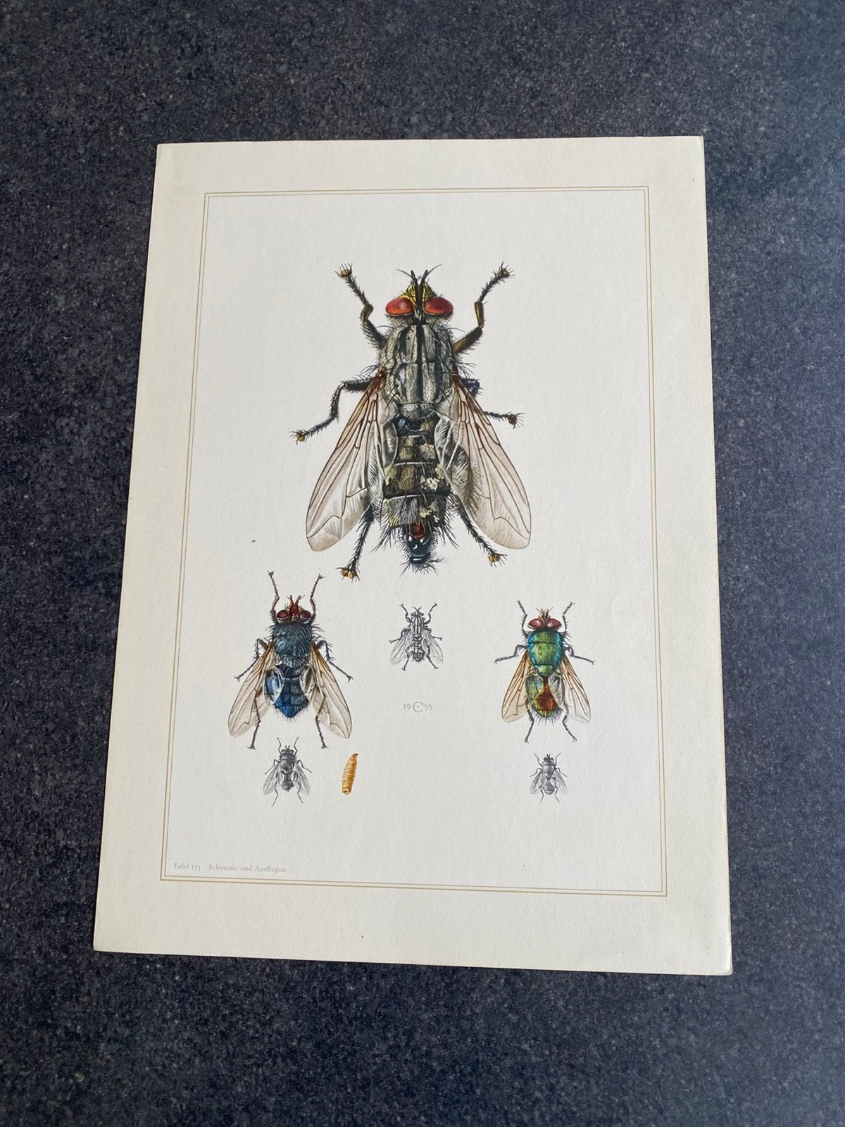 9 prenten insekten soorten vliegen 19x27 cm samen 18 euro, Antiek en Kunst, Ophalen of Verzenden, Natuur en Biologie
