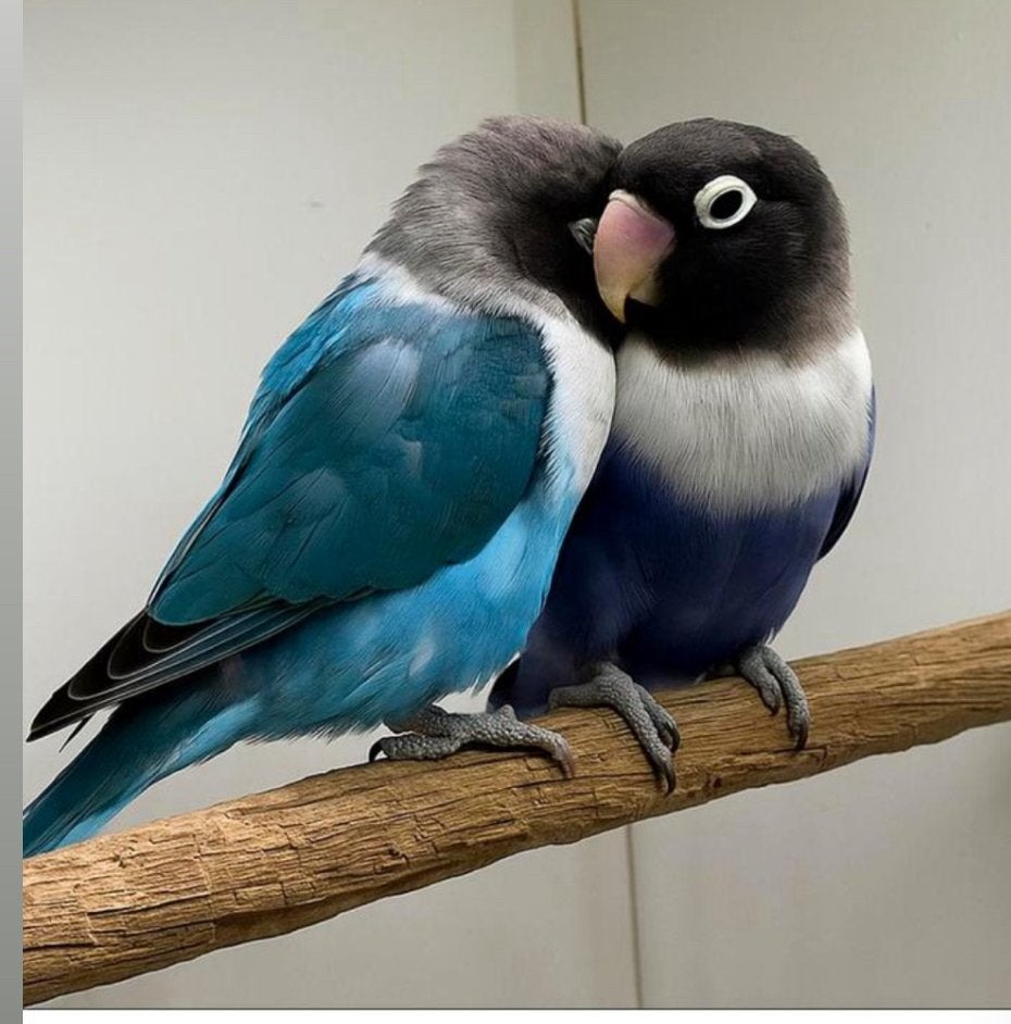 Bwz KweekKoppel personatas !, Meerdere dieren, Dwergpapegaai of Agapornis, Geringd