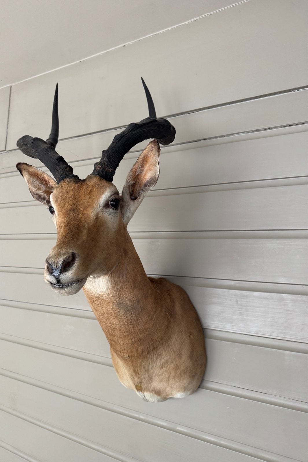 Opgezette Impala Kop - Prachtige Wanddecoratie, Verzamelen, Ophalen of Verzenden, Gebruikt, Wild dier, Opgezet dier