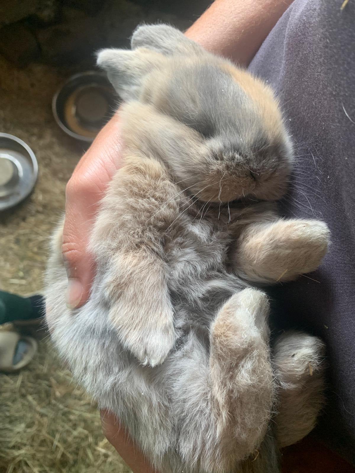 Te koop: 2 Franse Hangoor vrouwtjes, Dieren en Toebehoren, Vrouwelijk, Groot, Hangoor, 0 tot 2 jaar