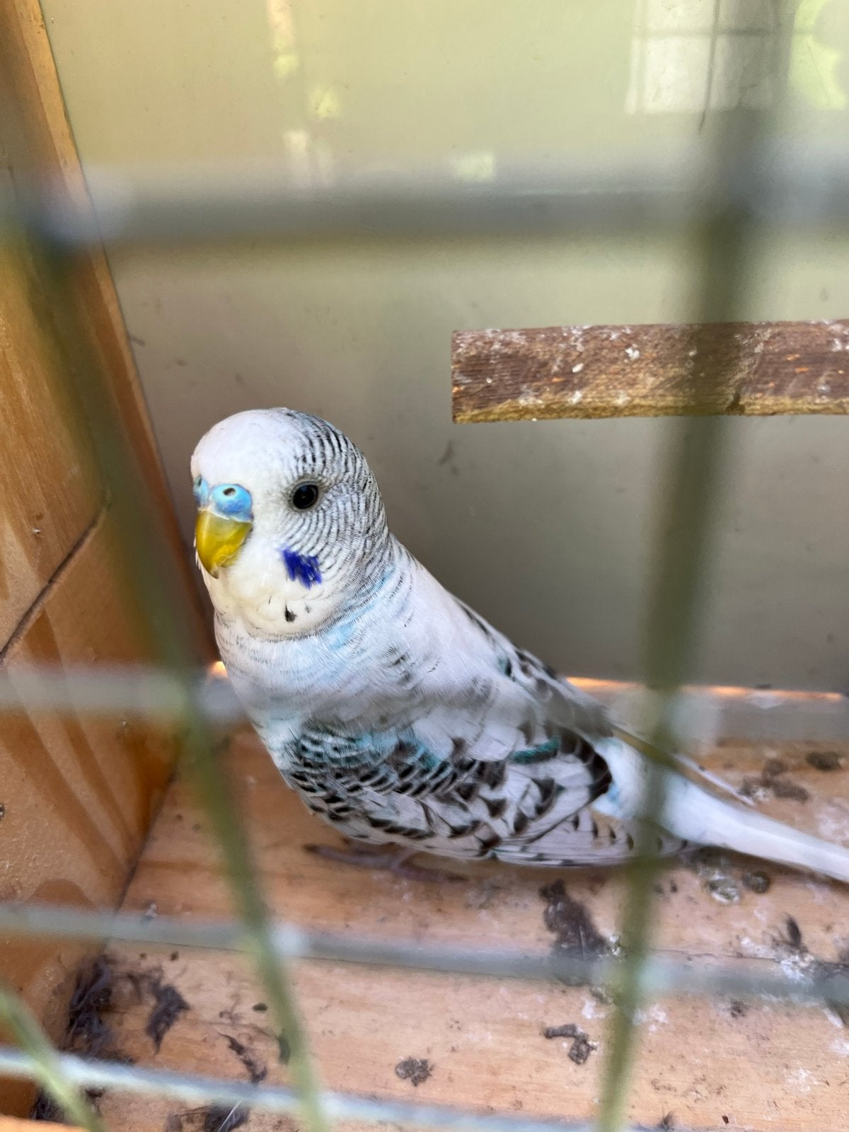 Split blackwing man, Dieren en Toebehoren