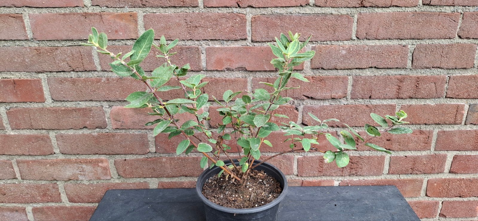 Lonicera caerulea 'Maries' , honingbes, Tuin en Terras, Ophalen, Minder dan 100 cm, Lente