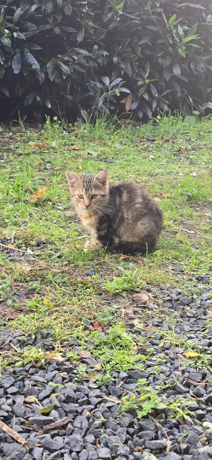 Free kittens, Dieren en Toebehoren