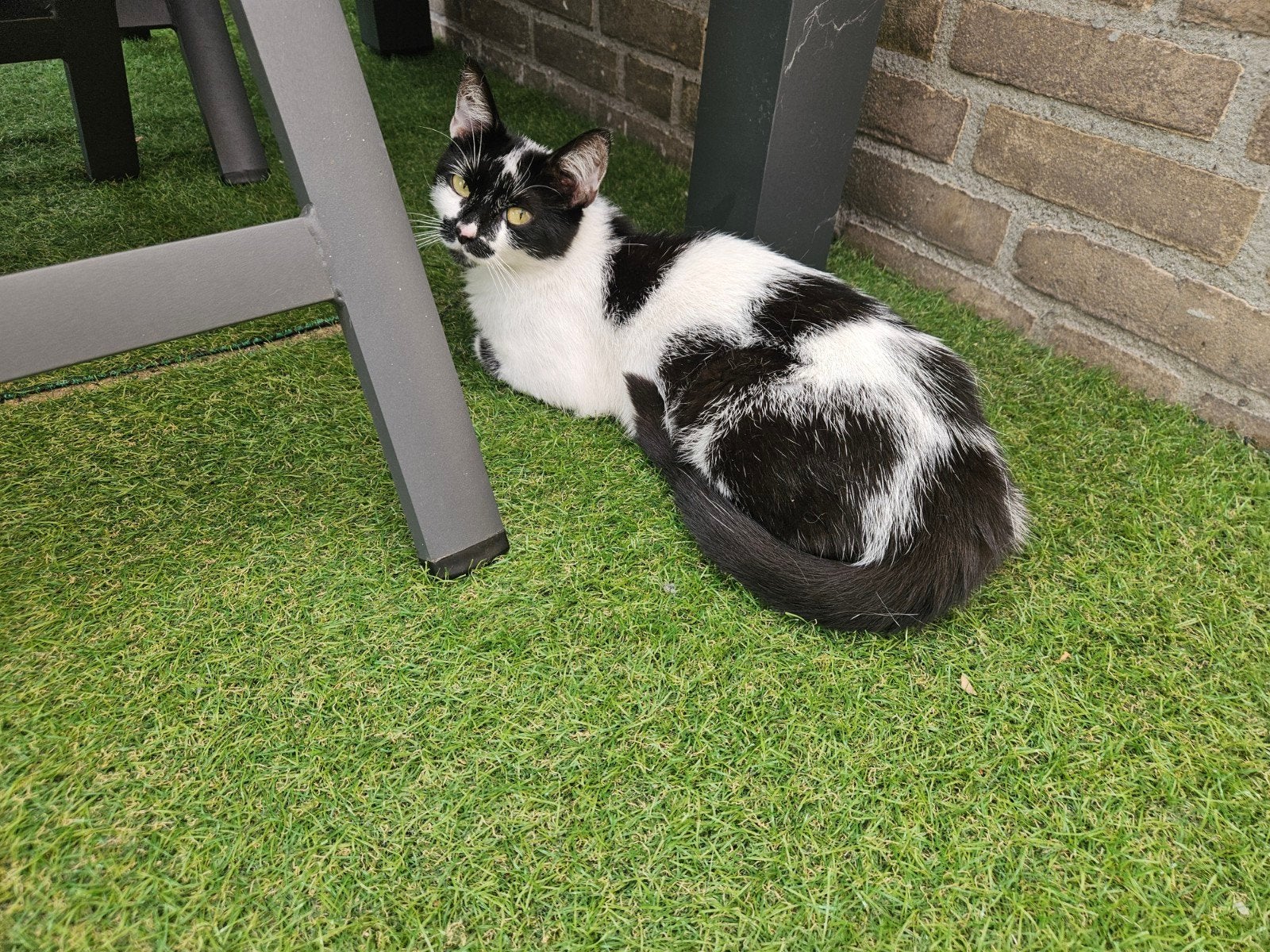Poes zoekt met spoed nieuw huisje, Dieren en Toebehoren, Poes
