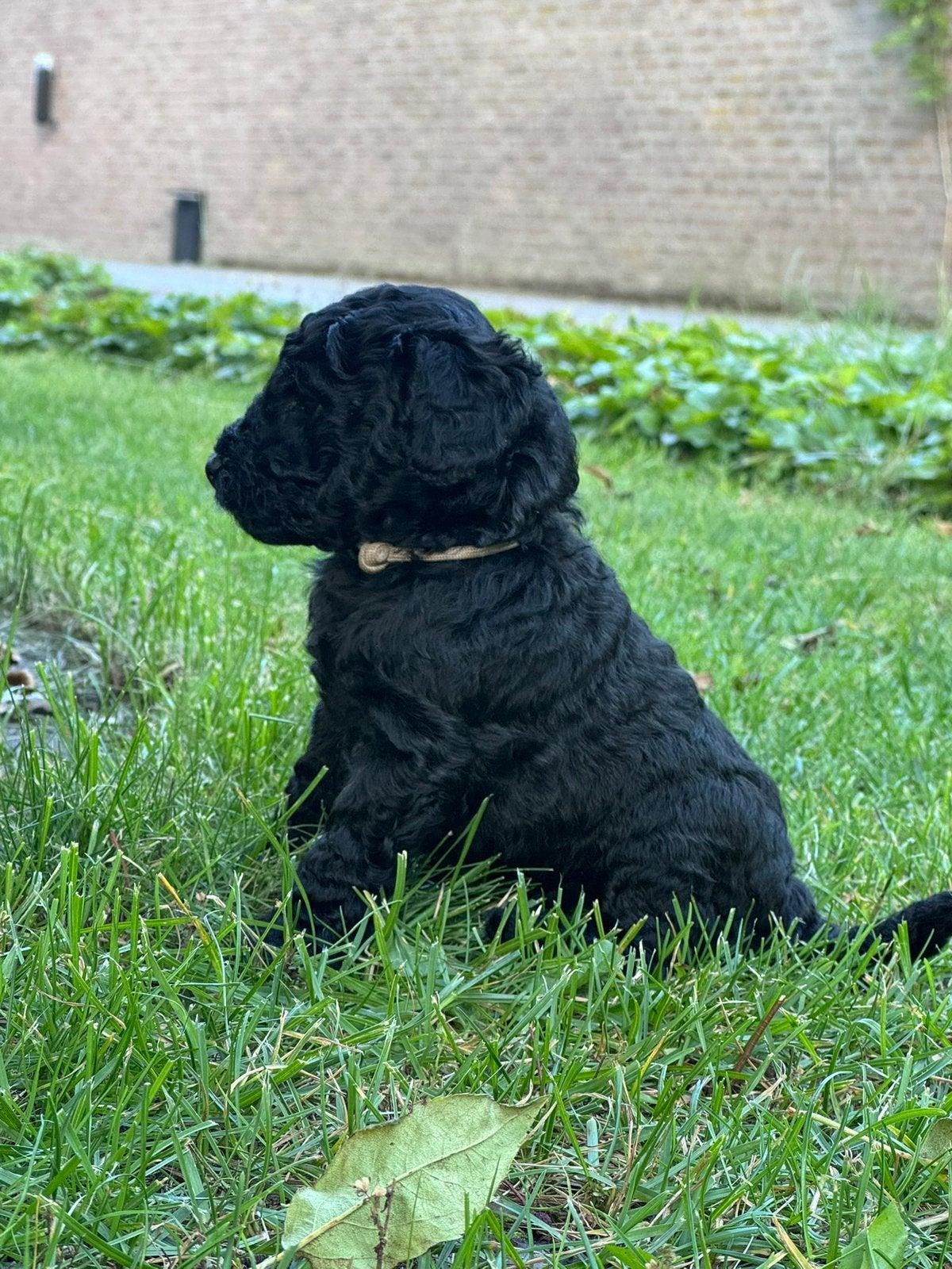 Stamboom poedel pups (zwart) te koop, Parvo, 8 tot 15 weken, Meerdere, Meerdere dieren