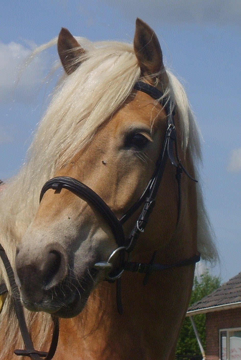 Super brave bomproof Haflinger ruin, Dieren en Toebehoren, Ruin, Recreatiepaard