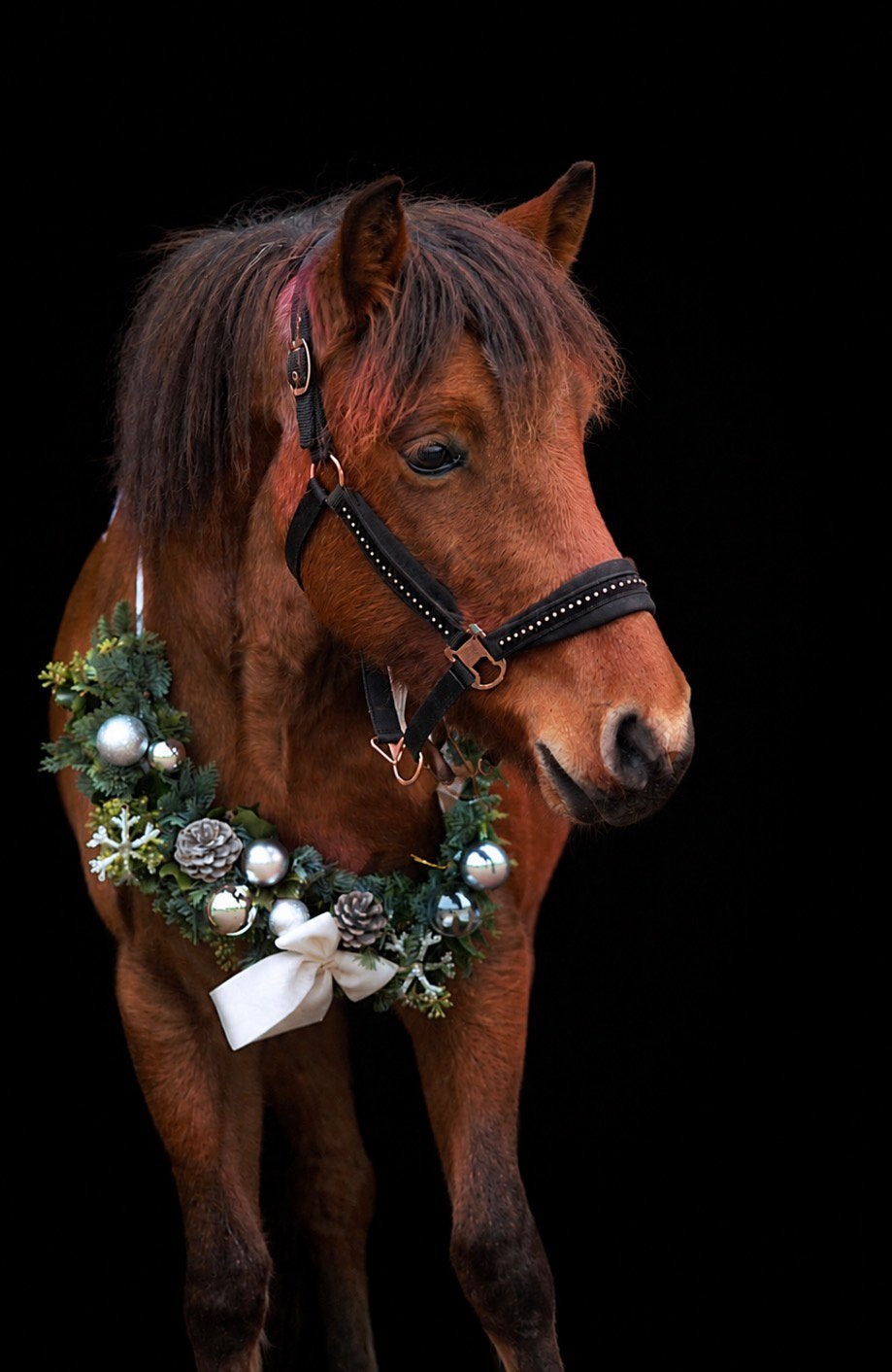 Knappe roan D-pony met gouden karakter, pit en potentie, Dieren en Toebehoren, B, 7 tot 10 jaar, D pony (1.37m tot 1.48m), Merrie