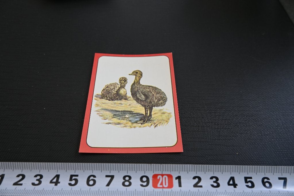 sticker panini baby zoo # 98 strip struisvogel, Ophalen, Zo goed als nieuw