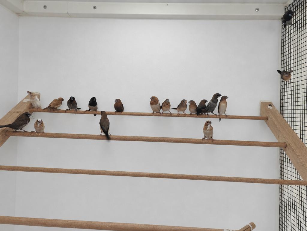 zilverbekje, Dieren en Toebehoren, Vogels | Overige Vogels, Geslacht onbekend, Tropenvogel