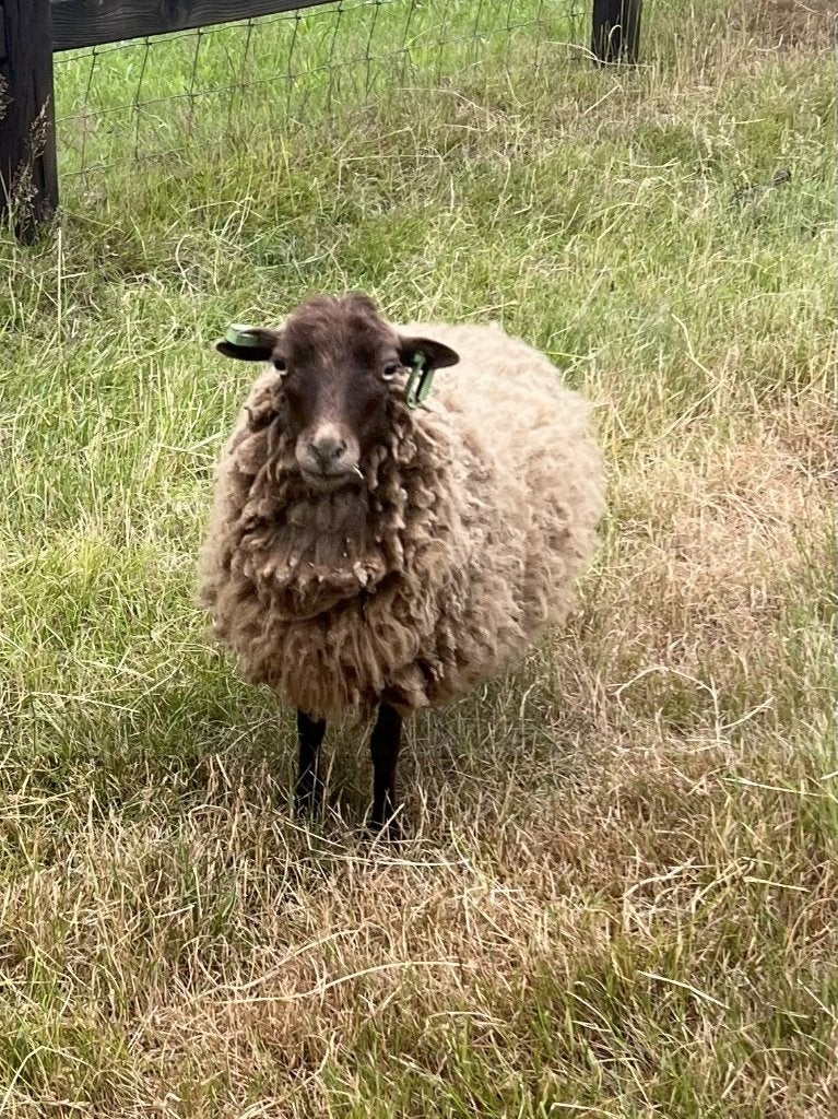 Te koop: Raszuiver bruin Ouessant schaap - scrapie vrij, Vrouwelijk, Schaap, 0 tot 2 jaar