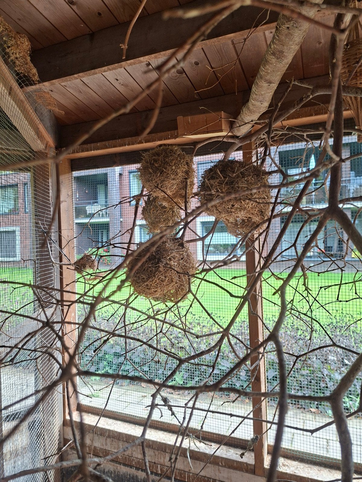 grote textorwever  wevers, Meerdere dieren