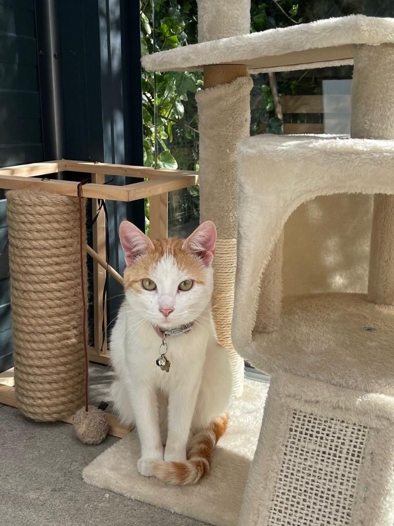 LIEVE POES!, Dieren en Toebehoren, Katten en Kittens | Raskatten | Korthaar, Poes, 0 tot 2 jaar, Ontwormd, Ingeënt