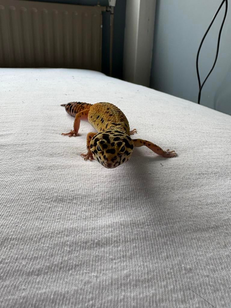 Luipaard gekko + terrarium Leopard Gecko - unknown for sale from Sheila
