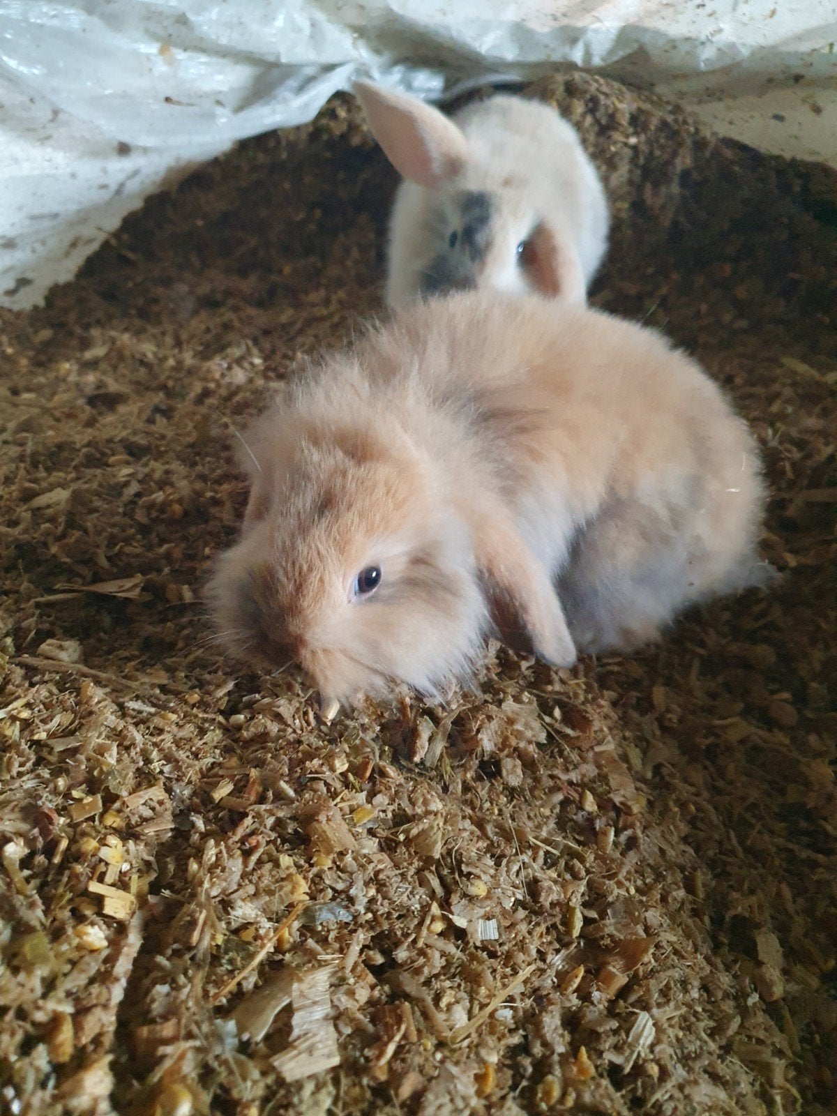 langharige NDH konijntjes, Meerdere dieren, Klein, Hangoor, 0 tot 2 jaar