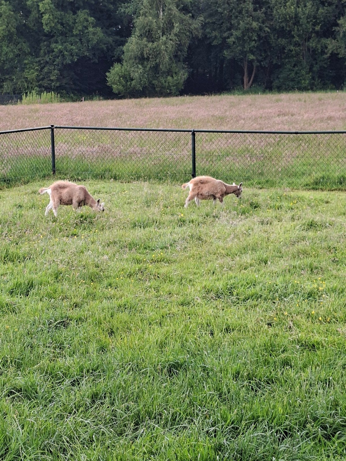 Toggenburger bokjes, Dieren en Toebehoren, Schapen, Geiten en Varkens, Mannelijk, Geit