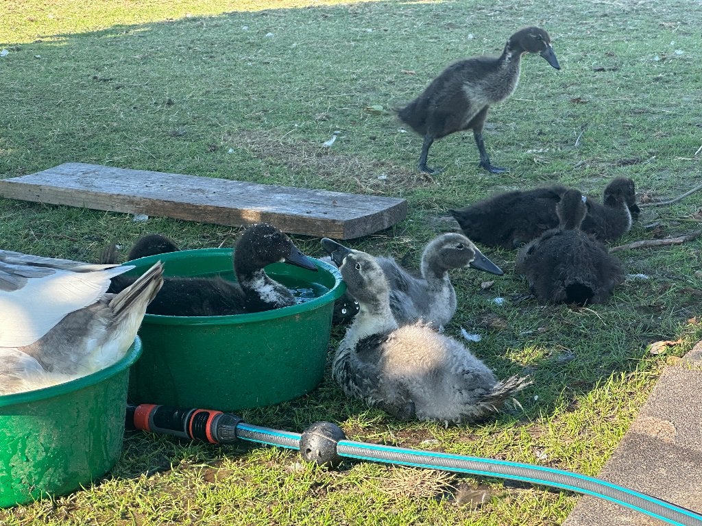 GRATIS Indische loopeenden, Geslacht onbekend, Eend