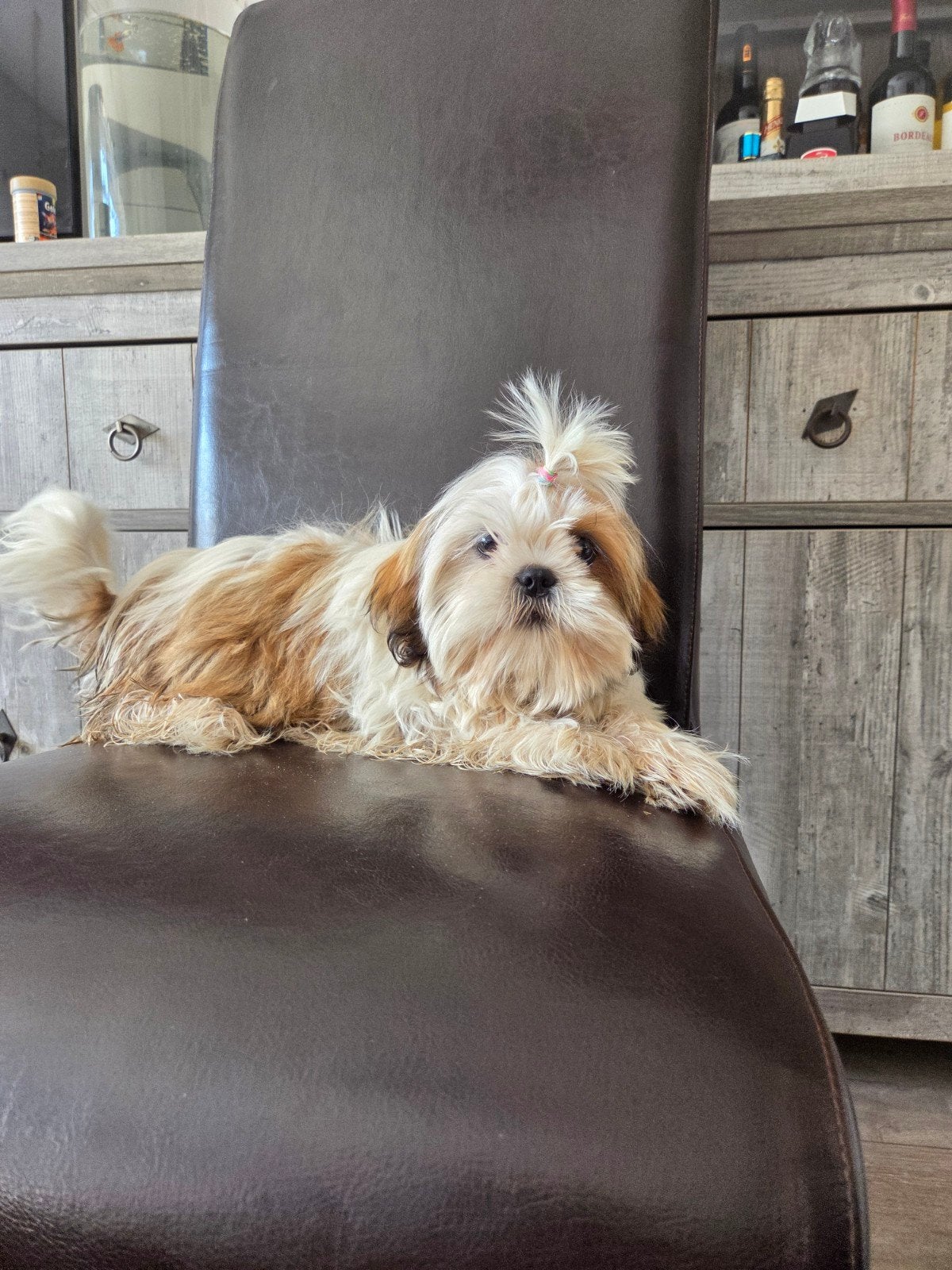 shih tzu teefje, 15 weken tot 1 jaar, Overige rassen, Teef, Eén hond