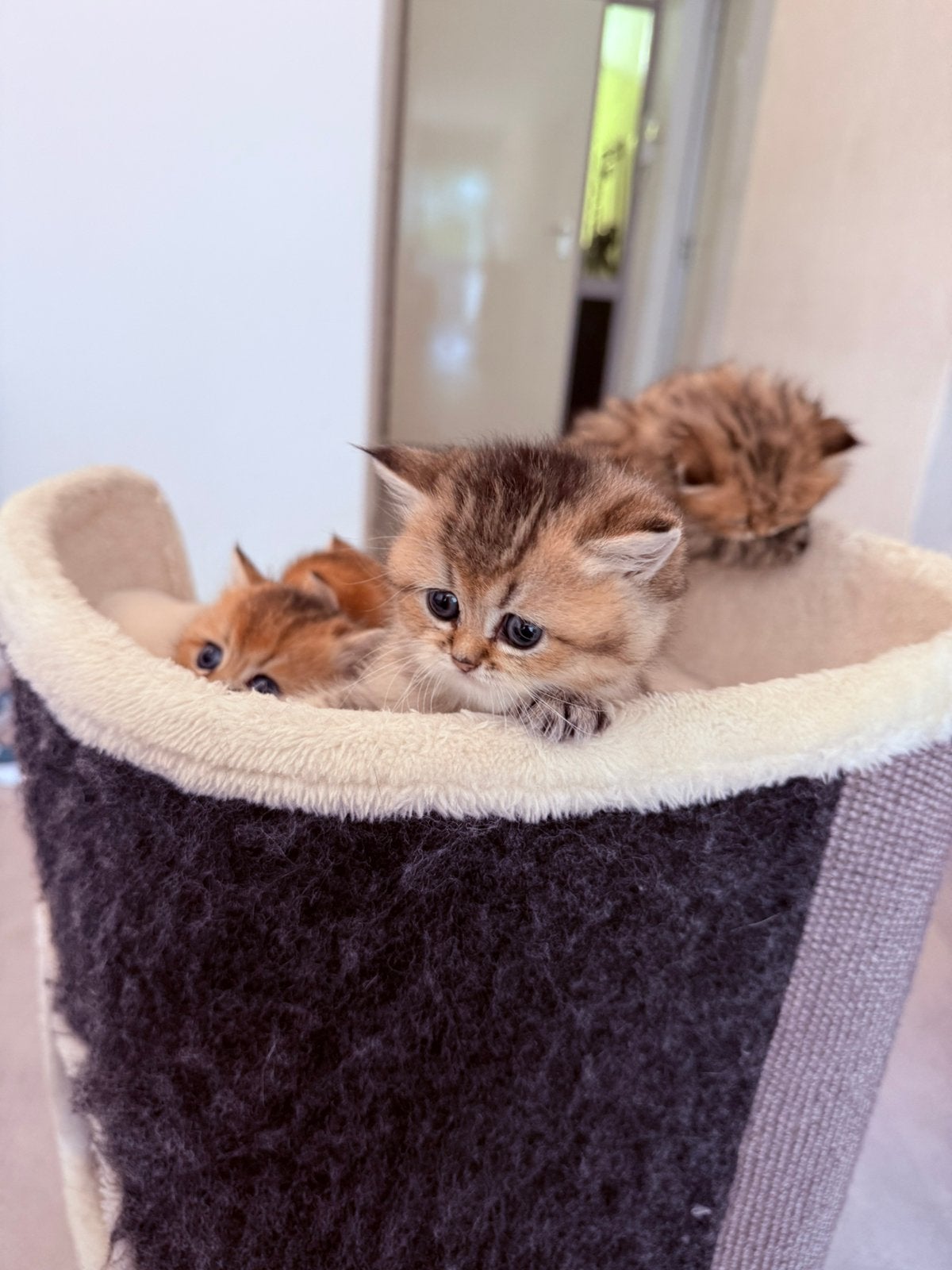 BRITSE KORTHAAR KITTENS absurd knap!, Dieren en Toebehoren, Meerdere dieren, Ontwormd, 0 tot 2 jaar