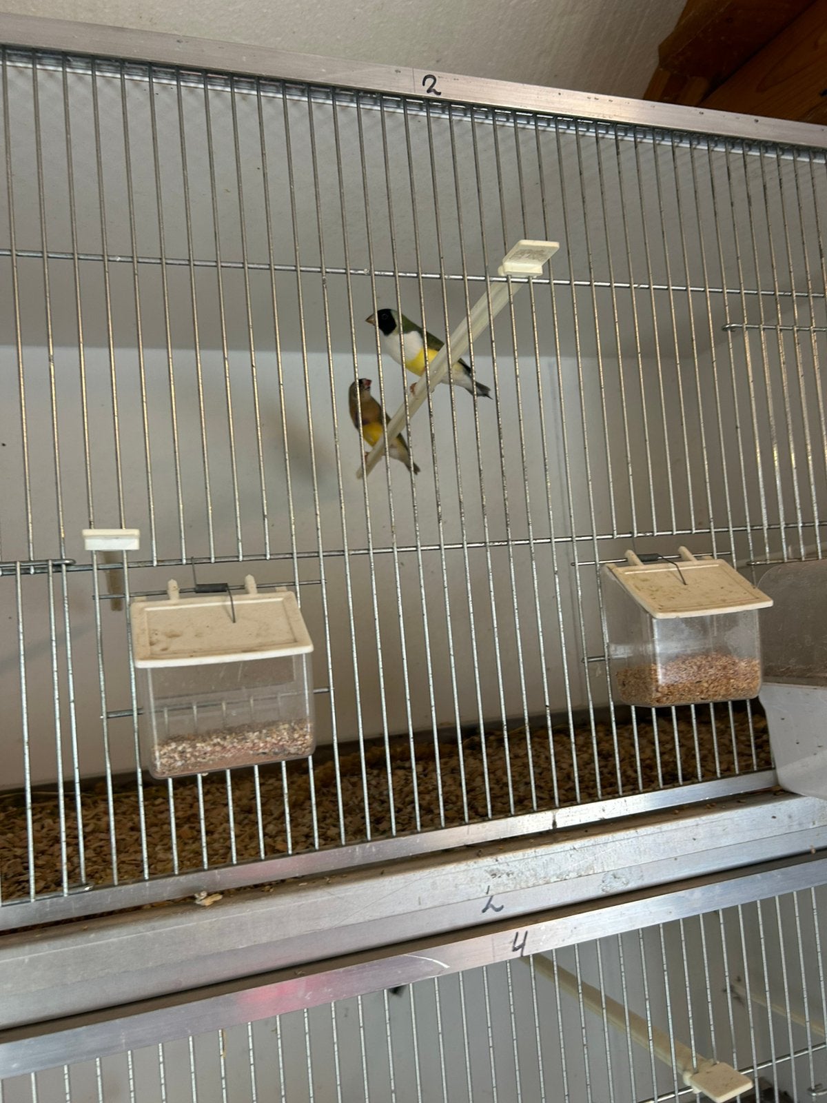 Gouldamadines te koop, Dieren en Toebehoren, Meerdere dieren, Kleurkanarie