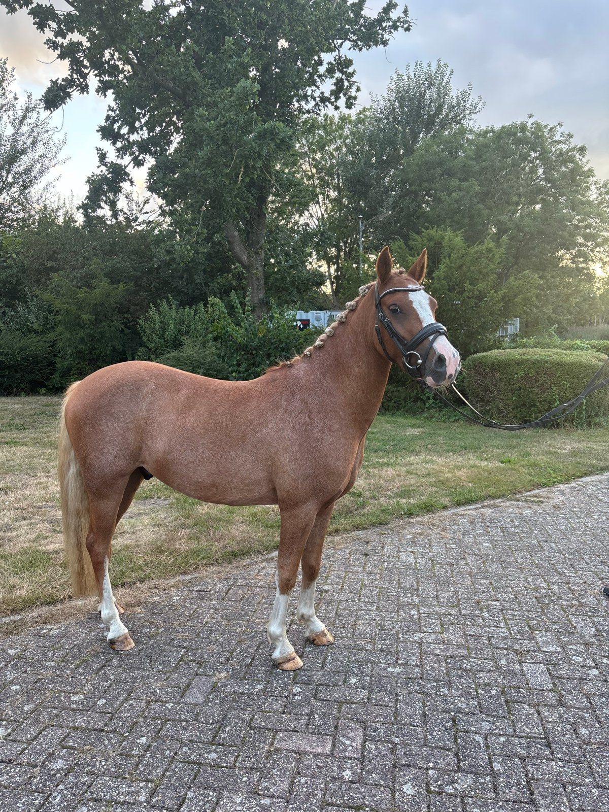 Super brave 3 jarige allround C pony, B, Ruin, Springpony, 3 tot 6 jaar
