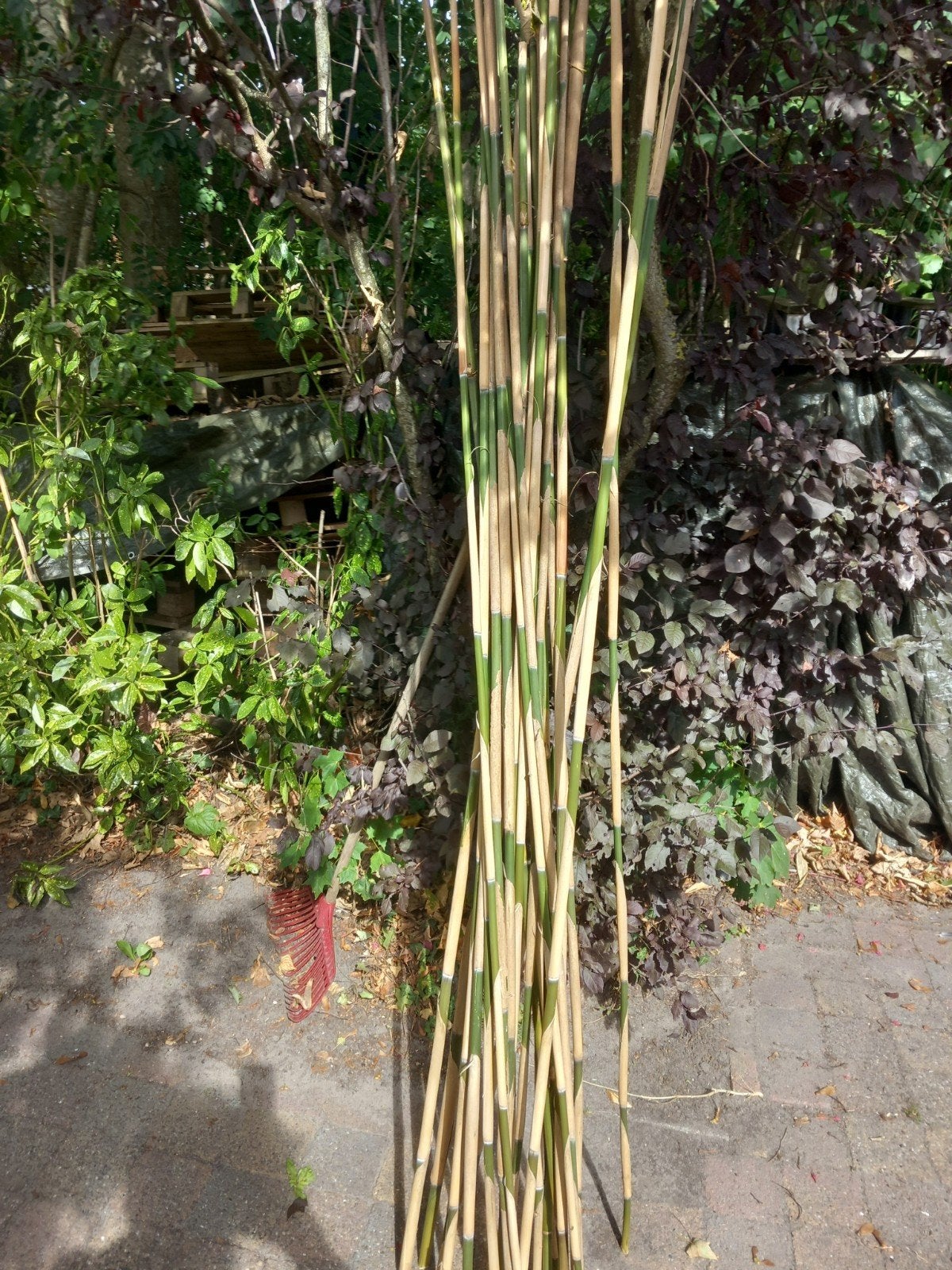 bamboe planten en stokken, Ophalen of Verzenden