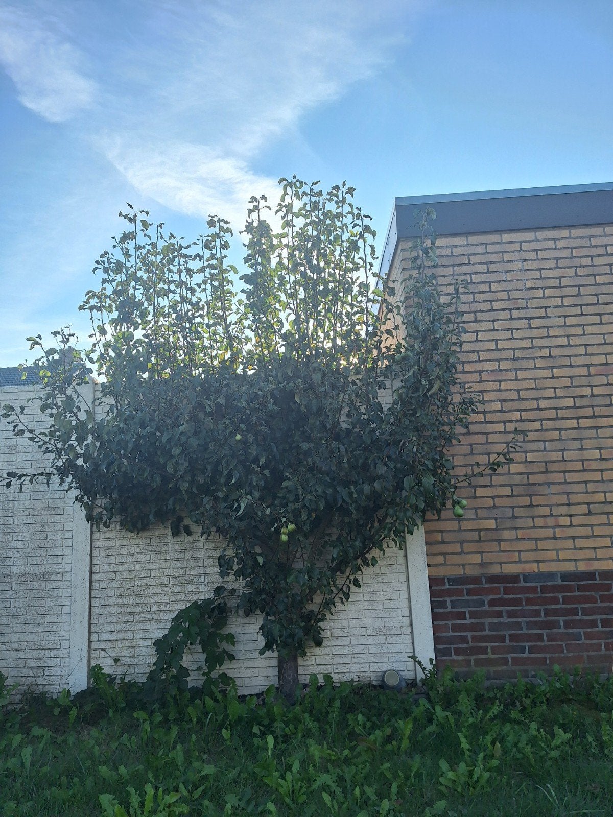 Perenboom, Tuin en Terras, Ophalen, Volle zon, Overige soorten, 100 tot 250 cm