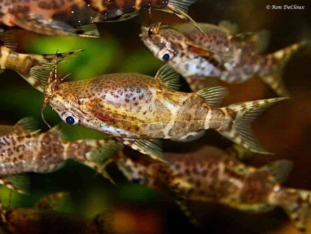 Synodontis Nigriventris, Vis, Zoetwatervis, Schoolvis