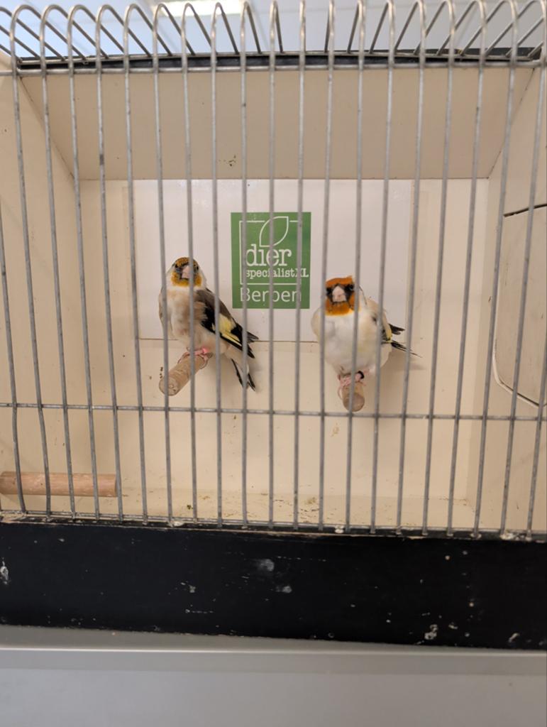 Bewezen koppel Majoor putters agaat x wildkleur, Dieren en Toebehoren, Vogels | Overige Vogels, Meerdere dieren, Wildzangvogel
