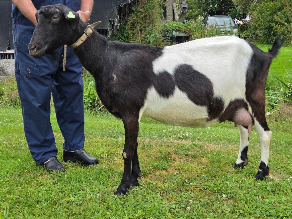 Mooie zwartbonte stamboek Geit (moeder) + Lam, Dieren en Toebehoren, Vrouwelijk, Geit, 3 tot 5 jaar