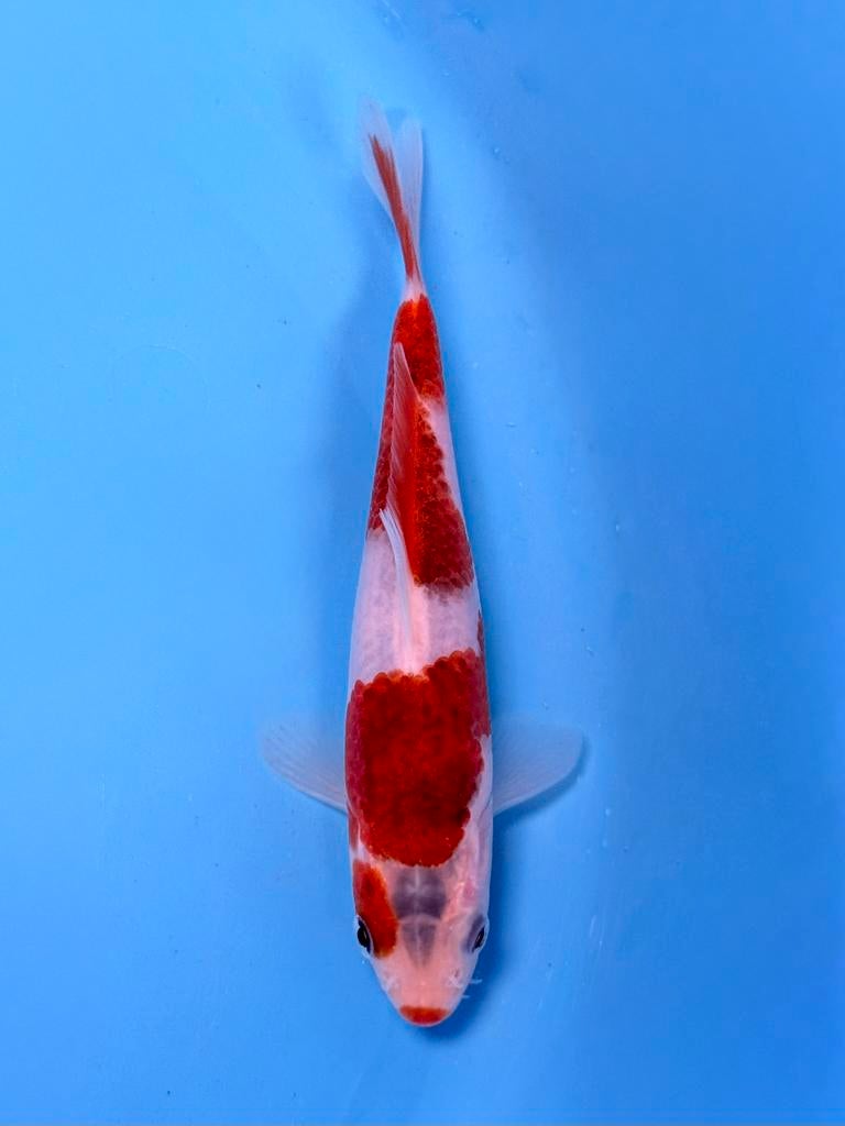 Japanse Koi – Marushi | Ai Goromo | Incl Certificaat, Dieren en Toebehoren, Vissen | Vijvervissen, Karper of Koi
