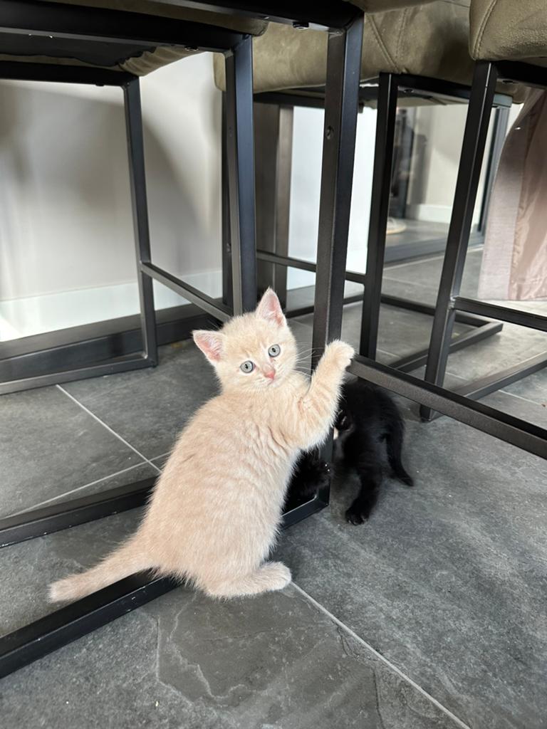 Kitten te koop 50% Britse korthaar poesje, Dieren en Toebehoren, Katten en Kittens | Overige Katten, Kortharig, Poes, 0 tot 2 jaar