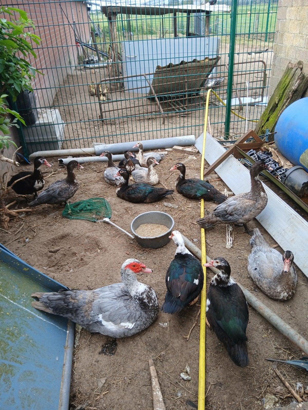te koop kaapse bergeenden\muskus eenden, Dieren en Toebehoren, Pluimvee, Meerdere dieren, Eend