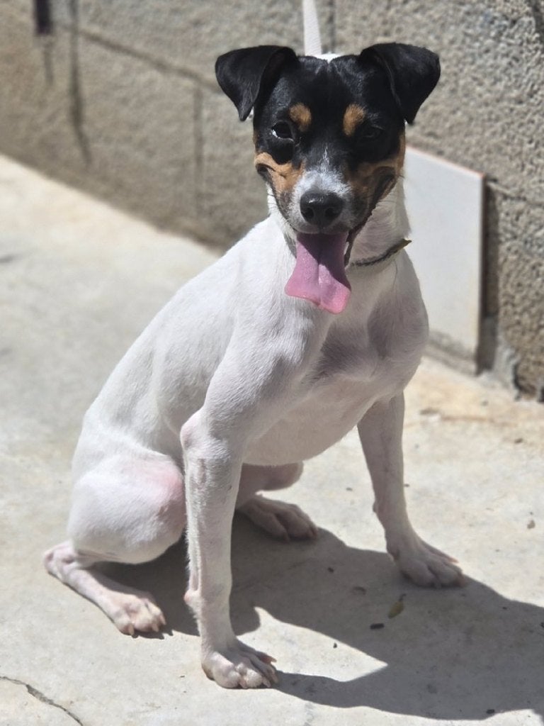 ACE: Arabella is een flinke en nieuwsgierige meid!, Dieren en Toebehoren, Particulier, Overige rassen, 1 tot 2 jaar, Buitenland