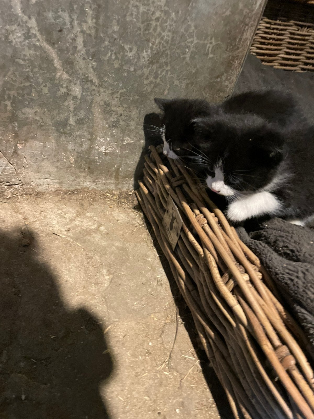 Boederij kittens