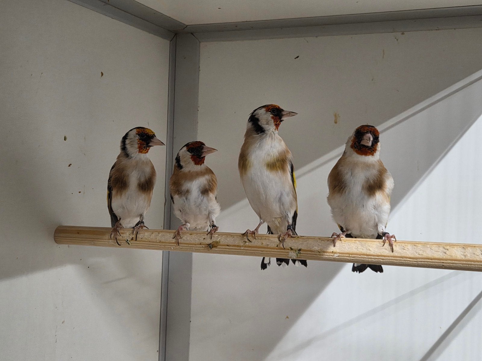 Major putters en sijzen, Dieren en Toebehoren, Meerdere dieren, Wildzangvogel