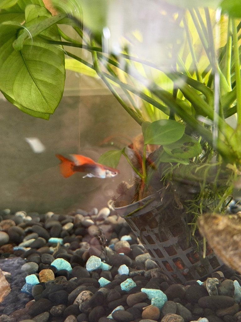 Guppy man., Dieren en Toebehoren, Vis, Zoetwatervis