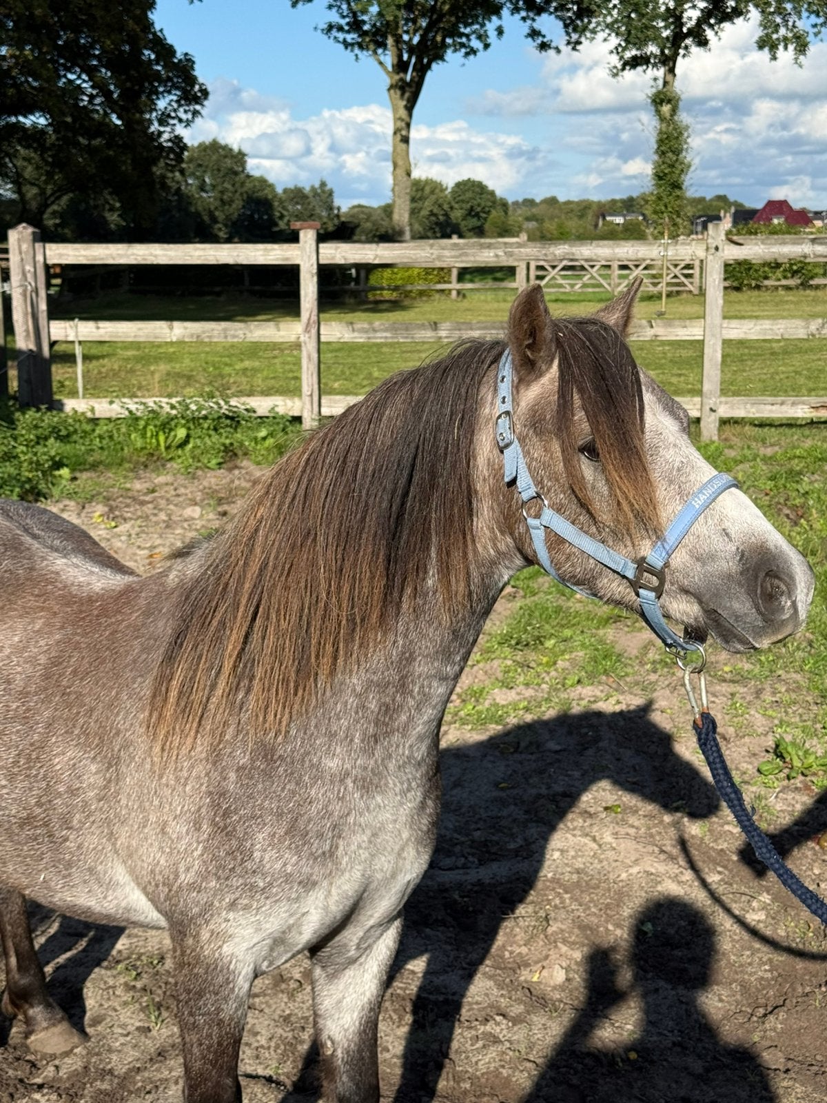 Super mooie welsh pony, Dieren en Toebehoren, Ruin, A pony (tot 1.17m), Gechipt, 3 tot 6 jaar