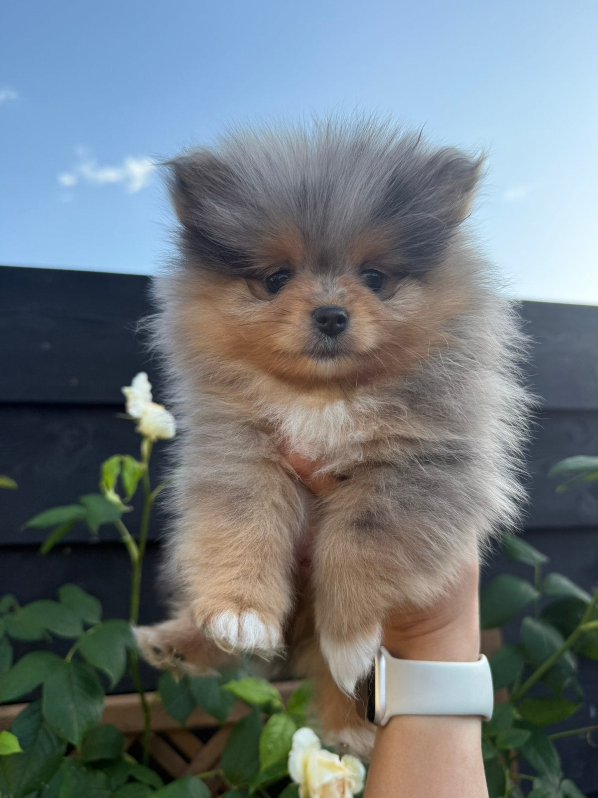 1 blue merle teefje raszuiver pomeranian pomeriaan bearface, Dieren en Toebehoren, Honden | Poolhonden, Keeshonden en Oertypen