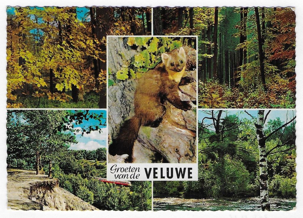 Veluwe Epe gelopen ansichtkaart (B 2898), Ophalen of Verzenden, 1980 tot heden, Gelopen, Gelderland