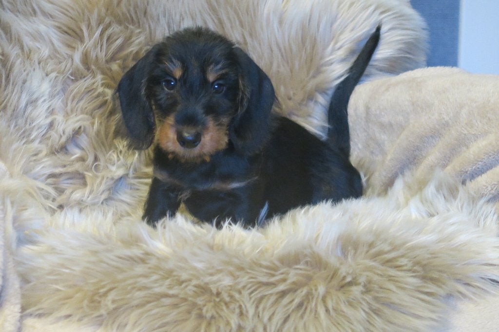 Ruwhaar dwerg Teckel pups reutjes, Nederland, Reu, CDV (hondenziekte), 8 tot 15 weken
