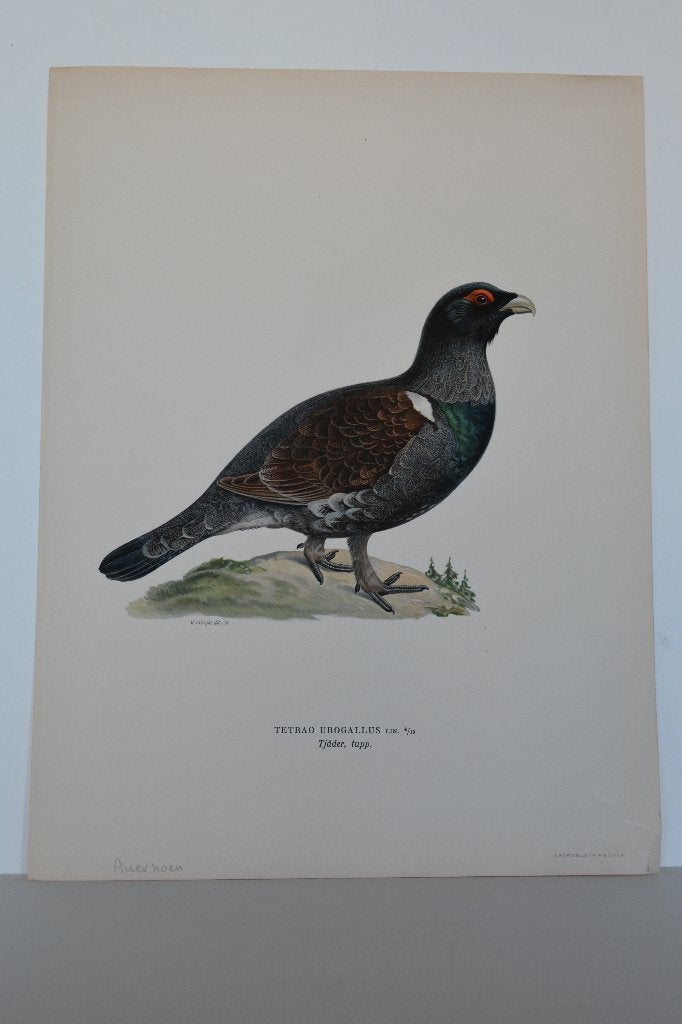 AUERHOEN TETRAO URIGALLUS ORIGINELE VOGEL LITHO 1929 VD7, Ophalen of Verzenden, Lithografie, Gesigneerd, Dieren en Natuur