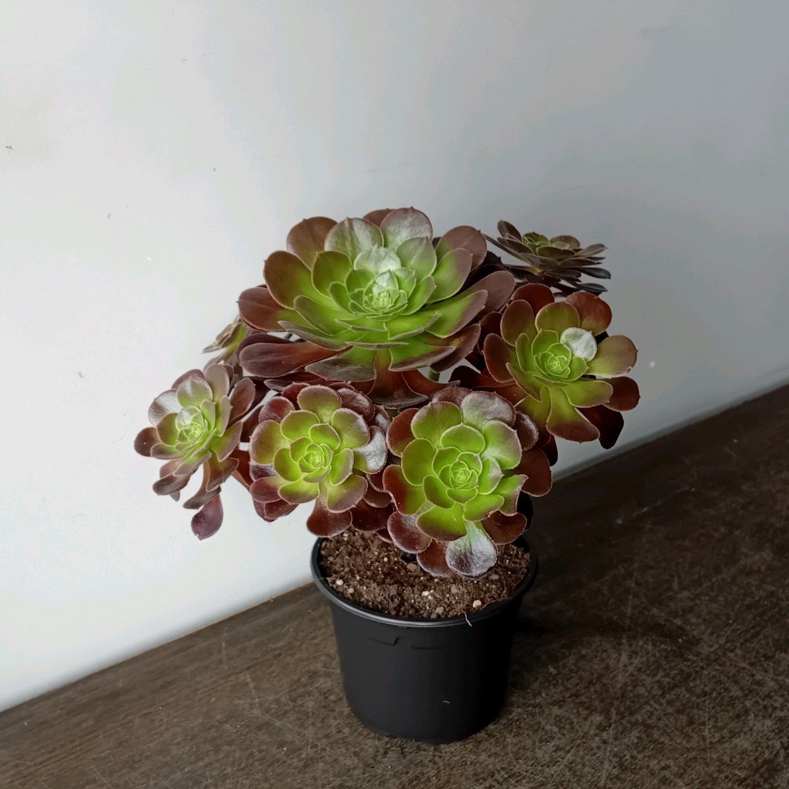 Kamerplant 30cm aeonium, Huis en Inrichting, Kamerplanten, Ophalen, Overige soorten, Halfschaduw, In pot