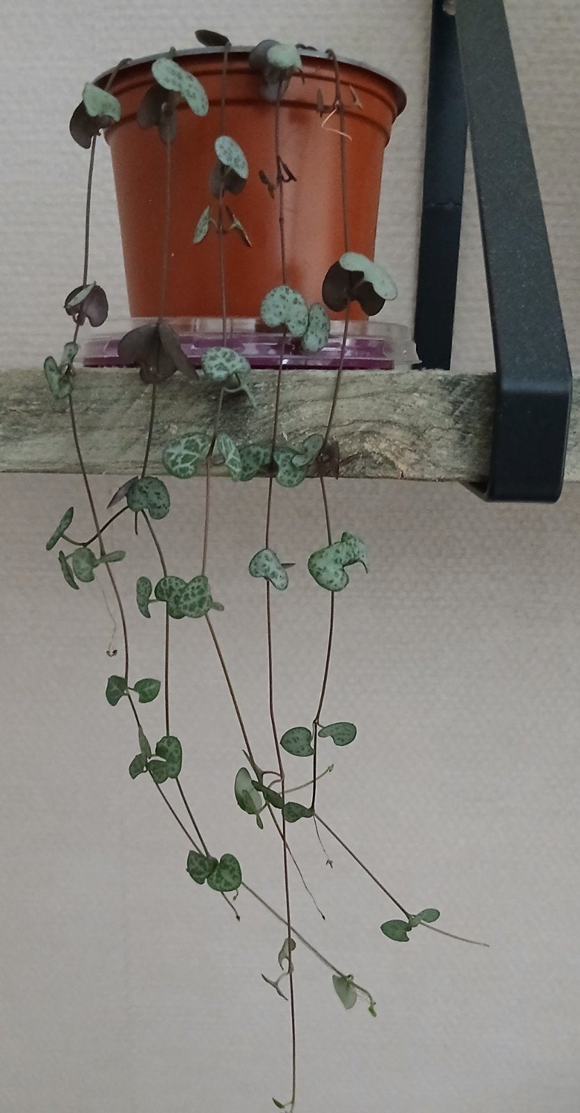 Chinees lantaarnplantje / String of Hearts, Ophalen of Verzenden, Halfschaduw, Minder dan 100 cm