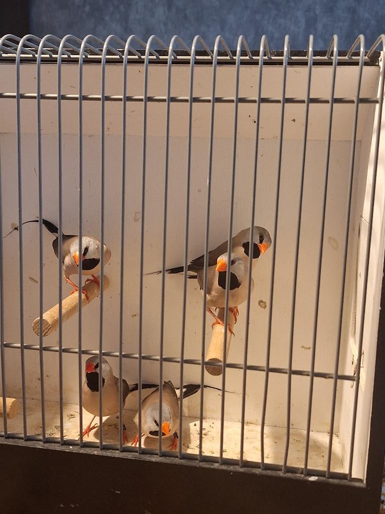 Spitsstaartamadines (poppen), Dieren en Toebehoren, Vrouwelijk, Tropenvogel, Geringd