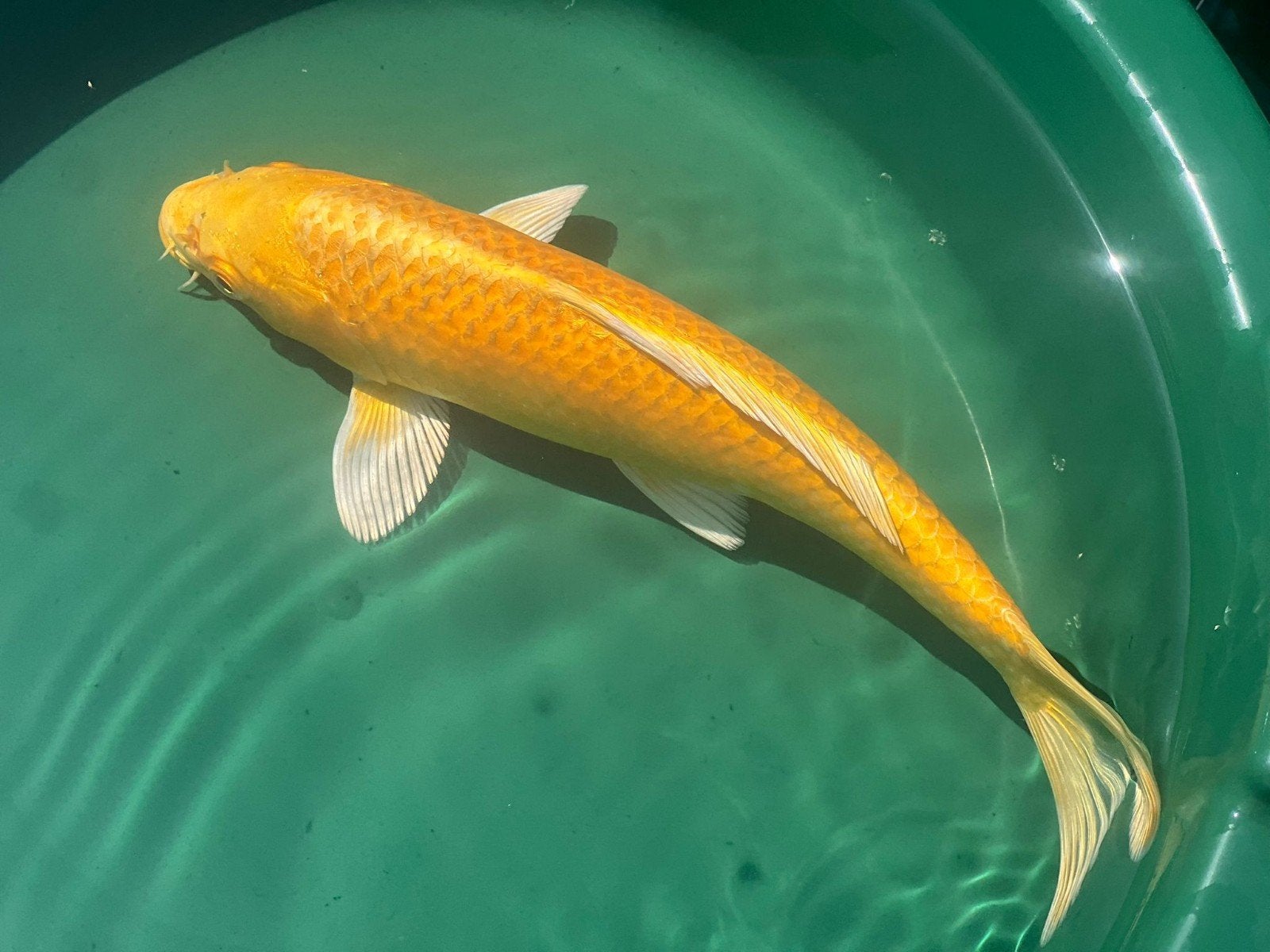 koi select Isreal 30-35cm, Karper of Koi