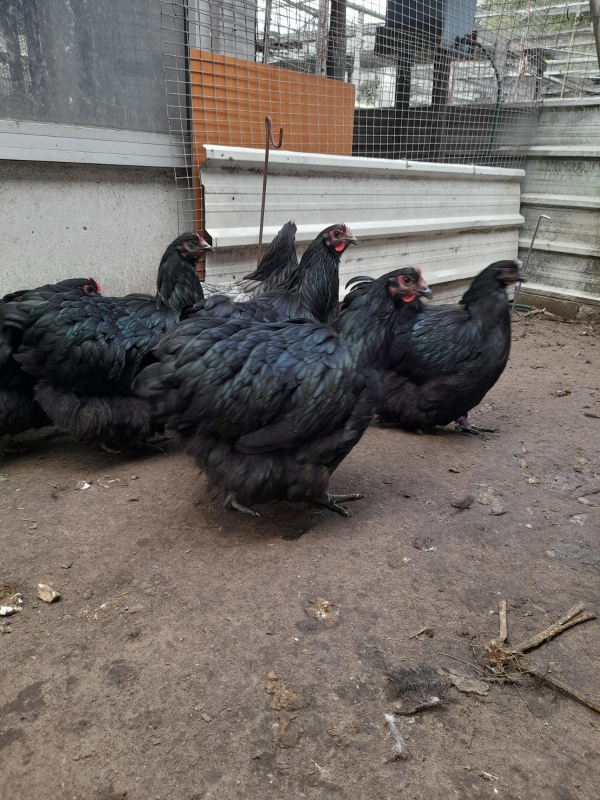 Orpington  groot Hennen te koop, Dieren en Toebehoren, Vrouwelijk, Kip