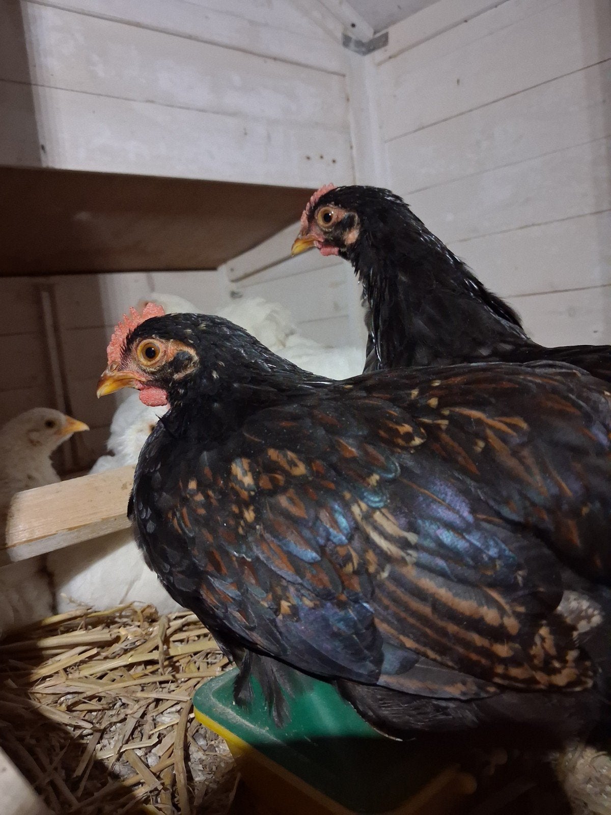 2 jonge Barnevelder kriel haantjes, Dieren en Toebehoren, Pluimvee, Mannelijk, Kip